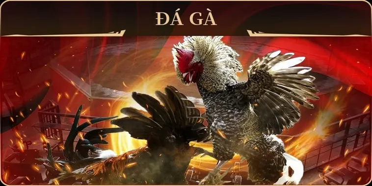 Bí Mật Thống Trị Sảnh Đá Gà GA28 VF555 Cho Người Mới 2 Bí Mật Thống Trị Sảnh Đá Gà GA28 VF555 Cho Người Mới