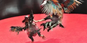 Chinh Phục Đấu Trường Đá Gà Sabong VF555 Bí Kíp Bất Bại