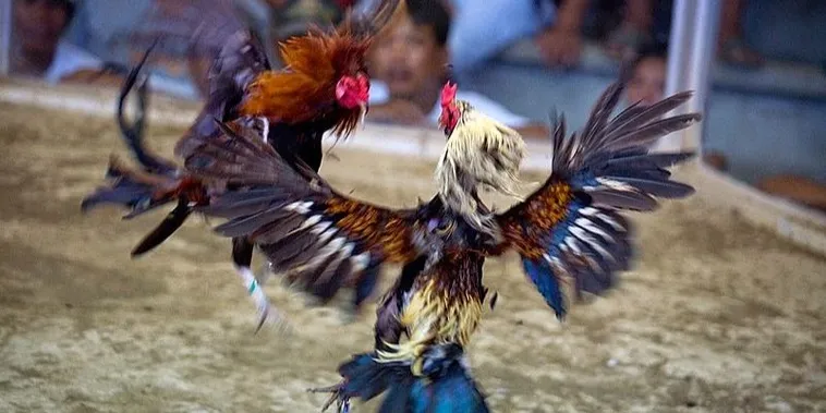 Chinh Phục Đấu Trường Đá Gà Sabong VF555 Bí Kíp Bất Bại 2 Chinh Phục Đấu Trường Đá Gà Sabong VF555 Bí Kíp Bất Bại